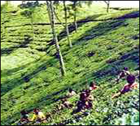 Tea_Garden